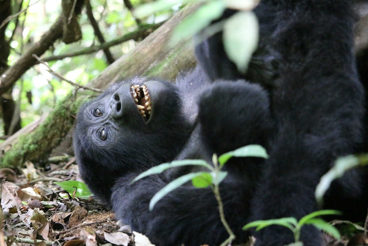 Uganda Safari: Gorillas im Bwindi, Murchison Falls und Queen Elizabeth