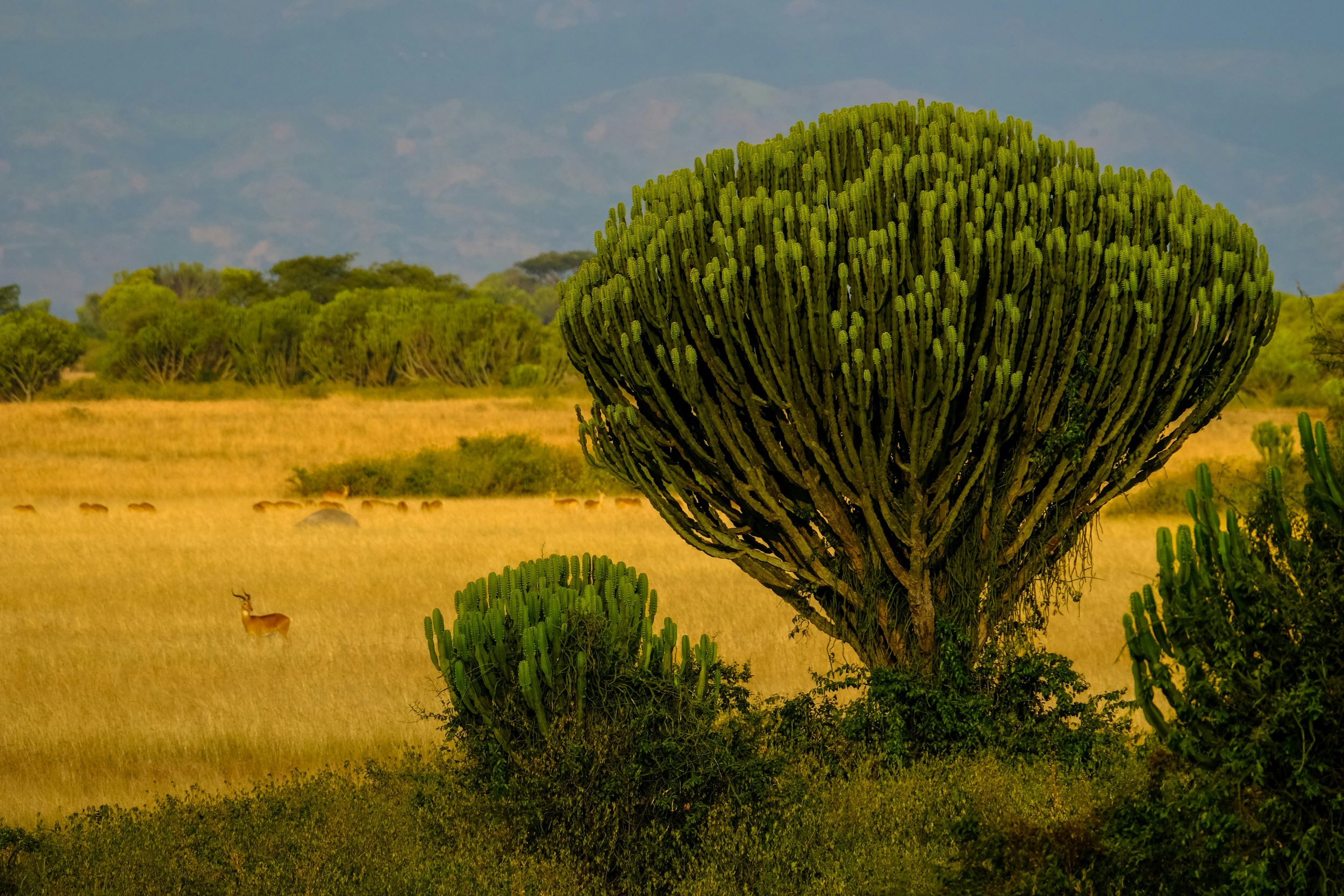 Motorcycle trips in Uganda: Adventure between jungle and nature