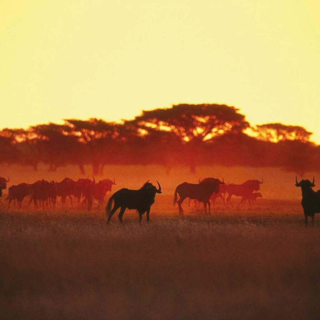 Trans-Africa Tour from Kenya to Egypt