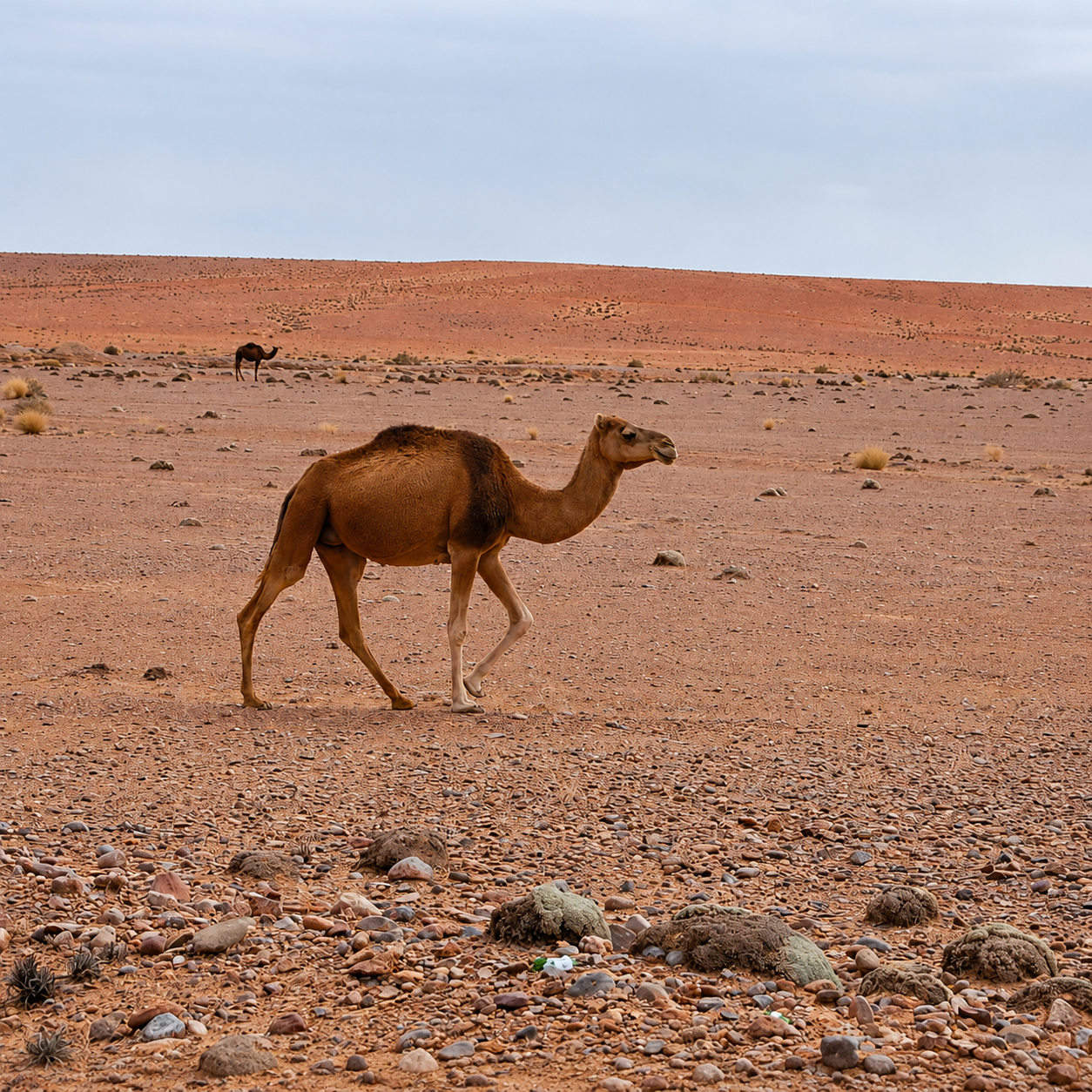 Motorcycle trips in Morocco: Adventure between desert & mountains