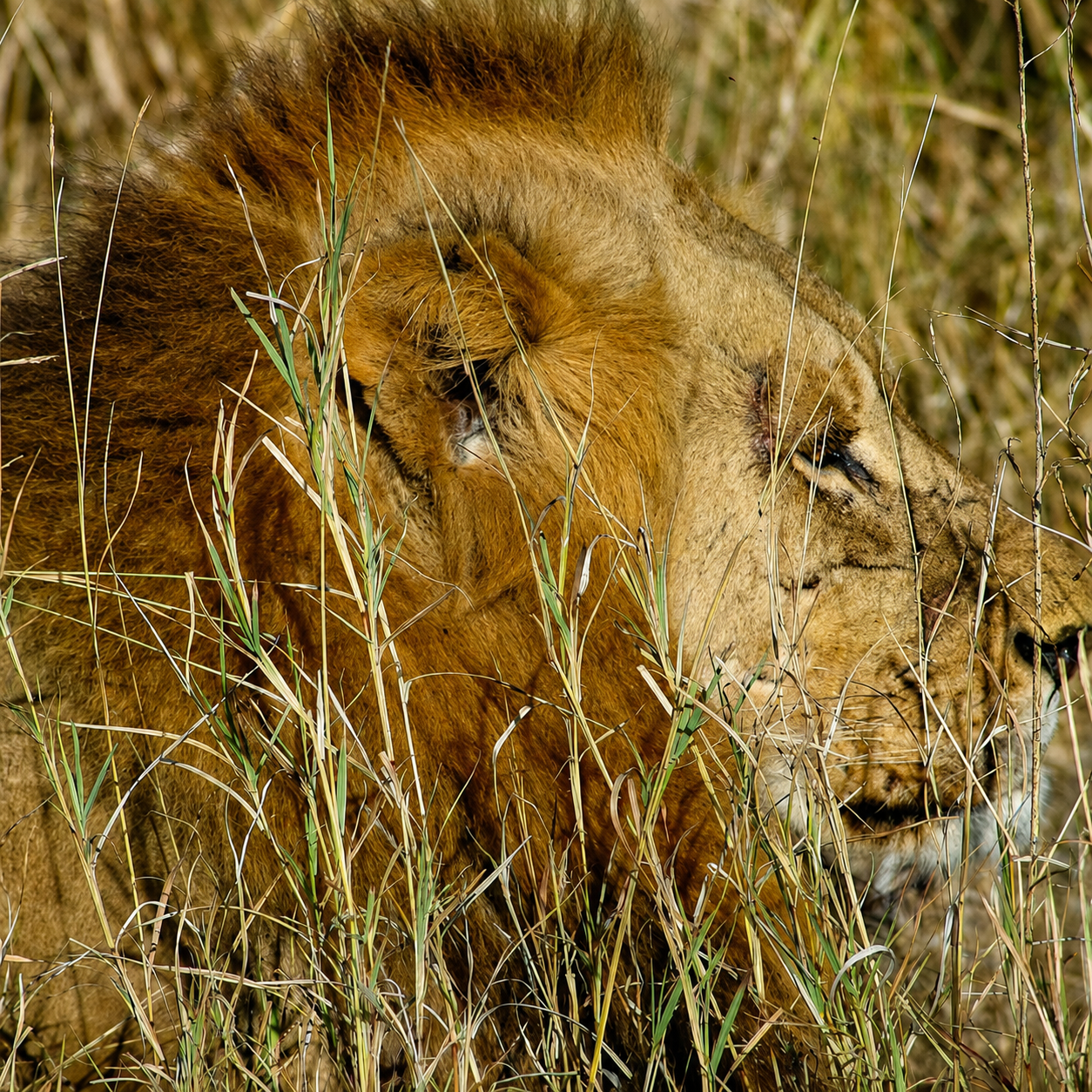 Motorcycle trips in Uganda: Adventure between jungle and nature