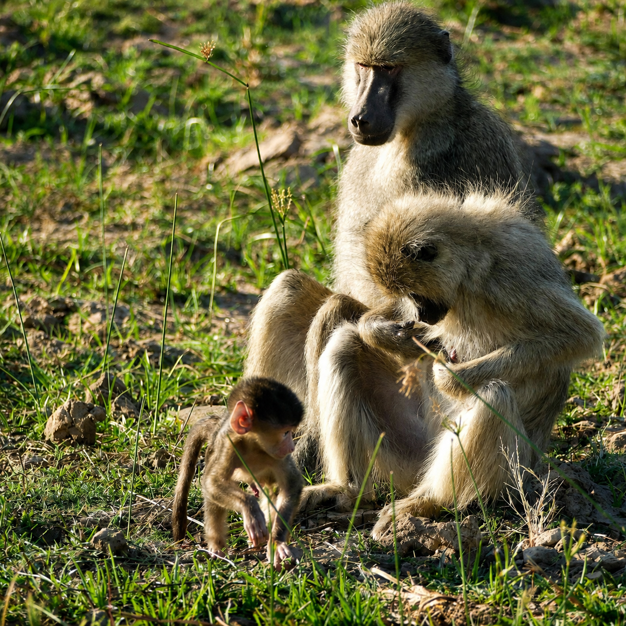 Motorcycle trips in Uganda: Adventure between jungle and nature