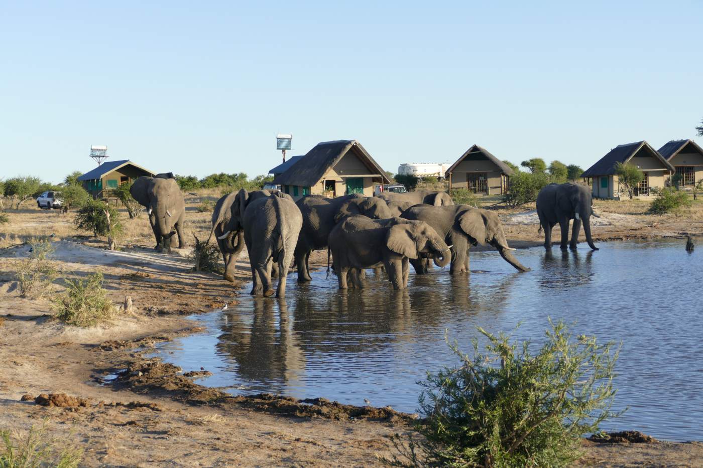 Elefanten trinken an der Wasserstelle direkt vor unseren Bungalows in Botswana