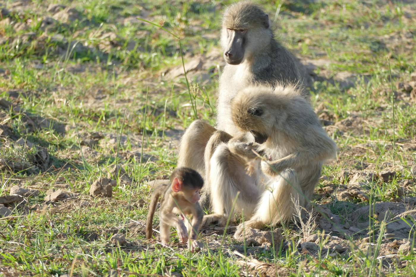 Pavianfamilie in Sambia im South Luangwa Nationalpark auf Safari