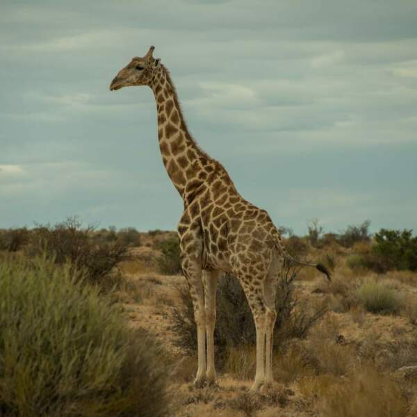 Motorradreisen Afrika Makgadikadi Salzpfannen paradies