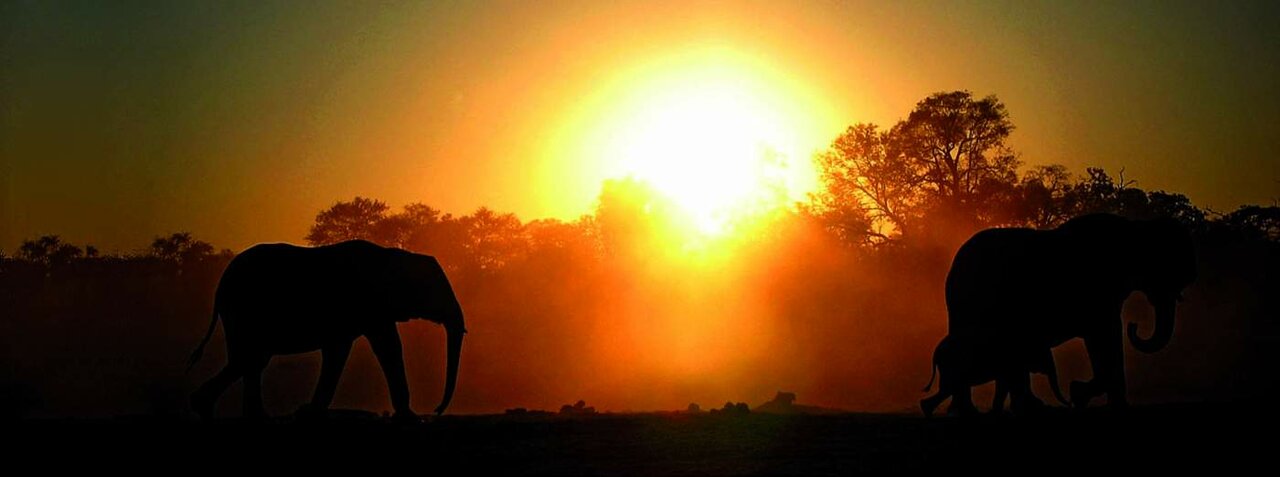 Elefantes caminan en silueta por la sabana al atardecer