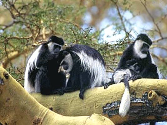 Colobus Mantelaffen Stummelaffen Kilimanjaro Tansania Motorrad Abenteuer Reise