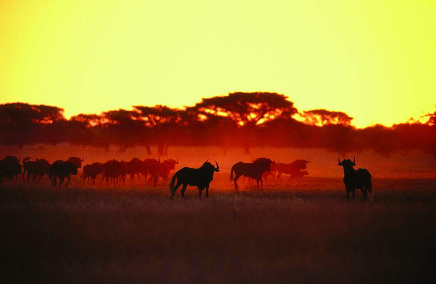 Grenze Kenia beim Safari Camp am Rande des Wildwechsels