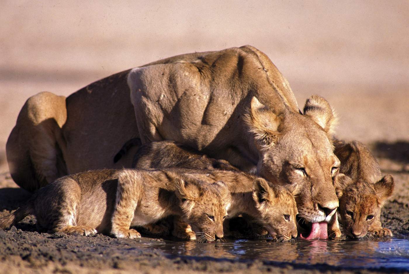 Löwin mit jungen am Wasserloch im Krüger Nationalpark  in Südafrika
