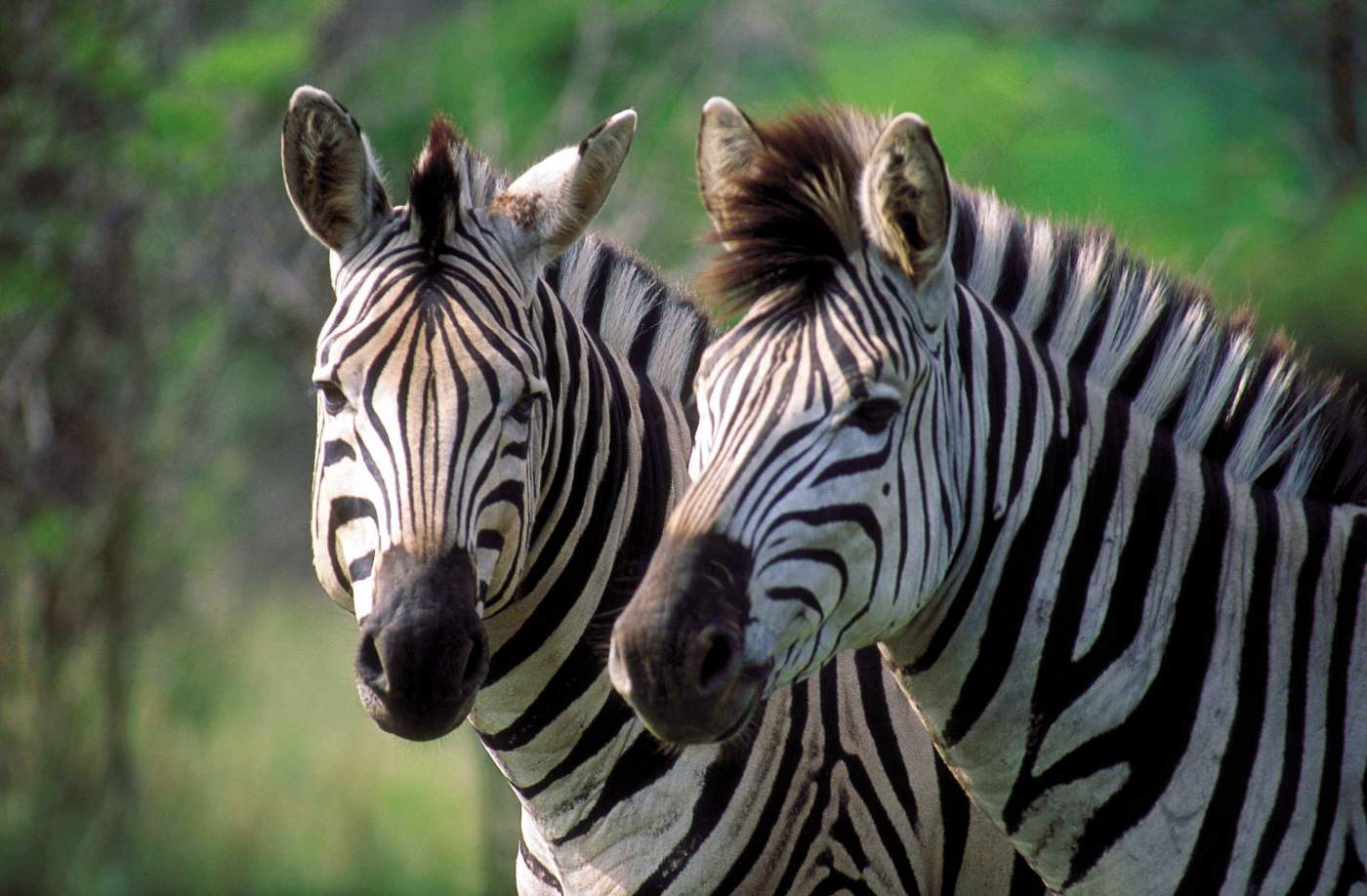 Zebras im Chobe Nationalpark in Botswana