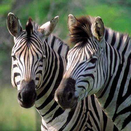 Gruppenrundreise südliches Afrika - Camping oder Lodge Safari Tour