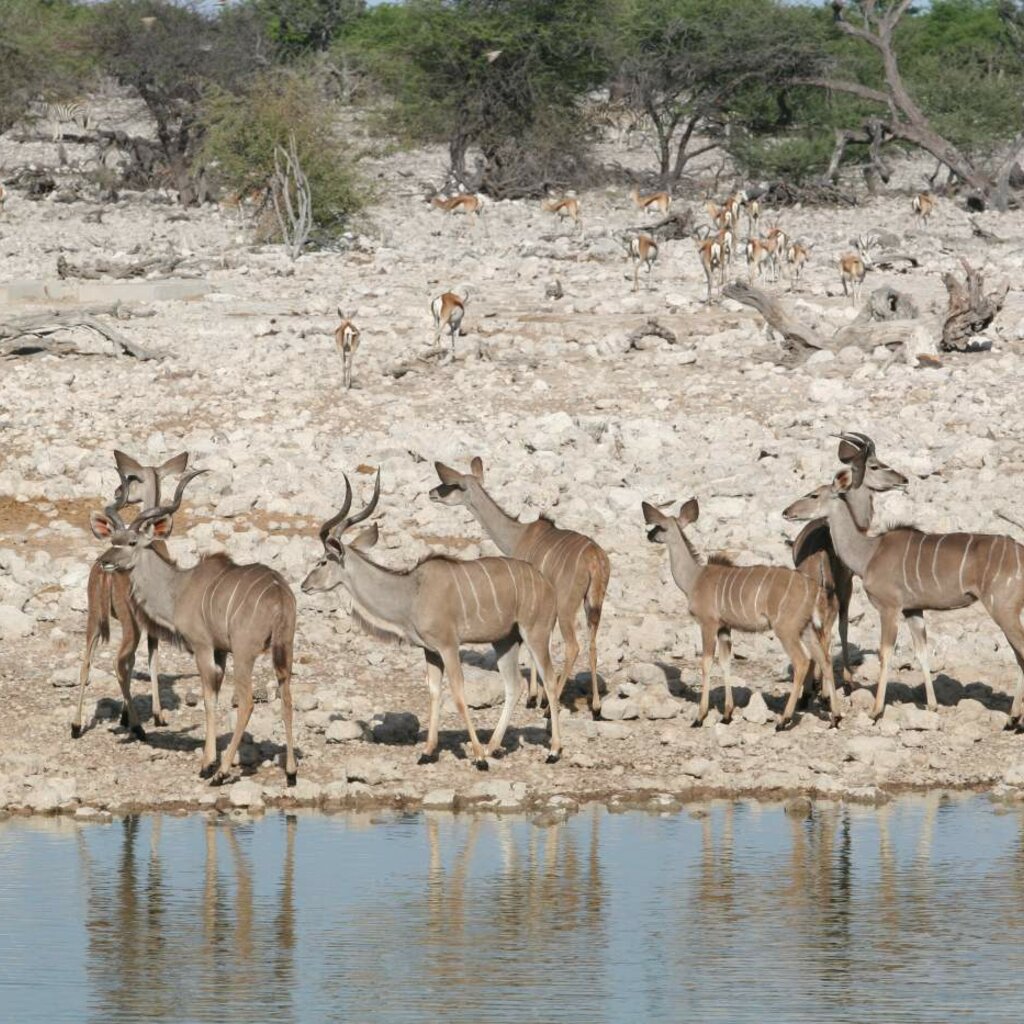 Parque Nacional de Etosha