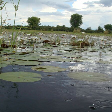 Okavango e Chobe Trilha - Safari de Aventura