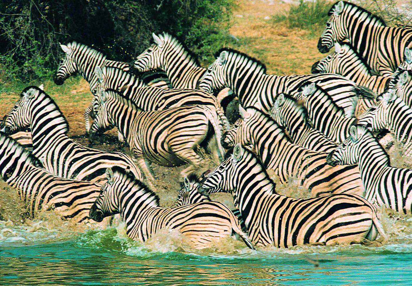 Zebra Herde im Masai Mara Nationalpark auf unserer Gruppenreise