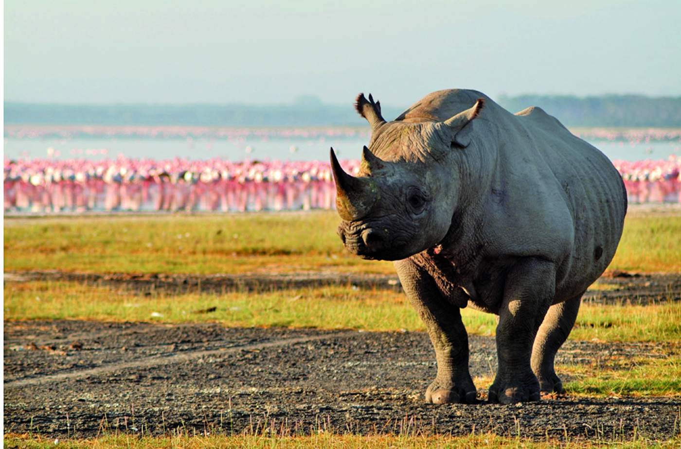 Nashorn mit Flamingoschwarm am Lake Nakuru in Kenia