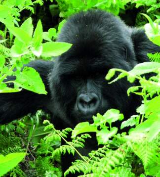 Masai Mara & Gorillas - Camping oder Lodge Safari