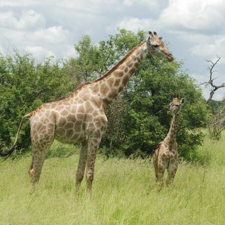 Parque Nacional Kruger y los Big Five