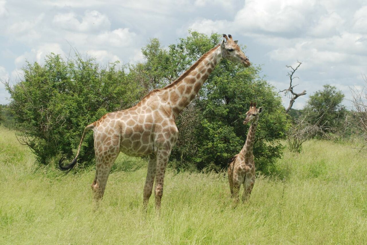 Zwei Giraffen, eine erwachsene und ein Jungtier, stehen zusammen im hohen Gras vor Bäumen