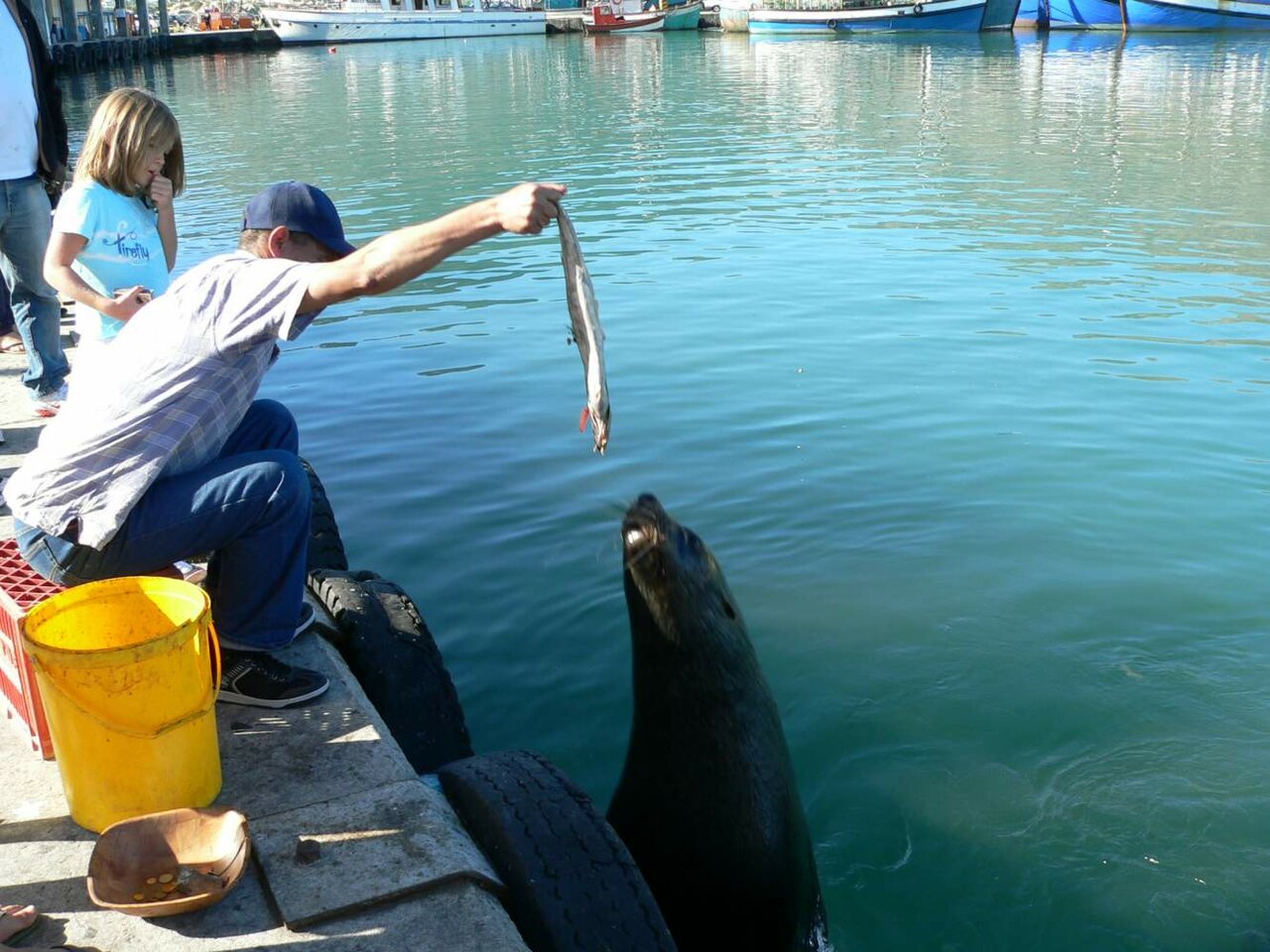 Ein Mann und ein Mädchen füttern einen Seehund mit einem Fisch im Hafen mit Fischerbooten