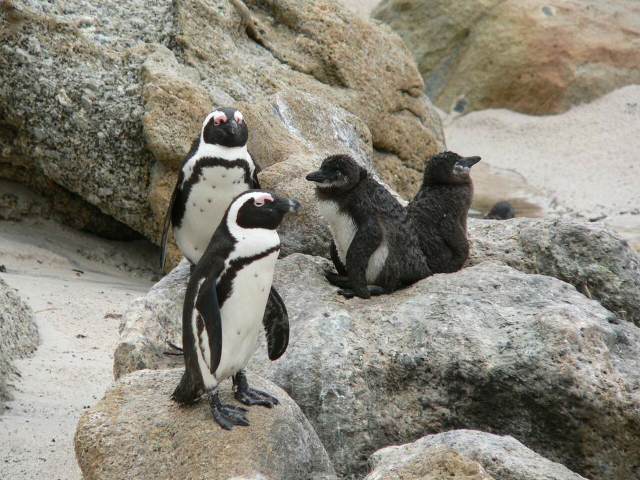 Afrikanische Pinguine und flauschige Küken ruhen zusammen zwischen Granitfelsen an einem Sandstrand