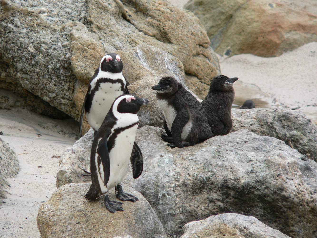 Kapstadt Pinguine Südafrika Family Friends Kind Abenteuer Safari