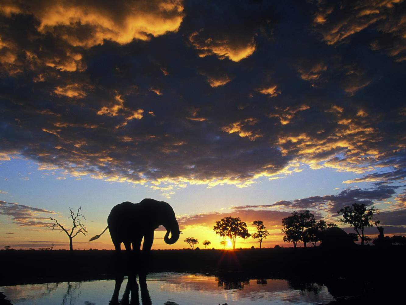 Elefant auf der Rundreise im Chobe Nationalpark in Botswana