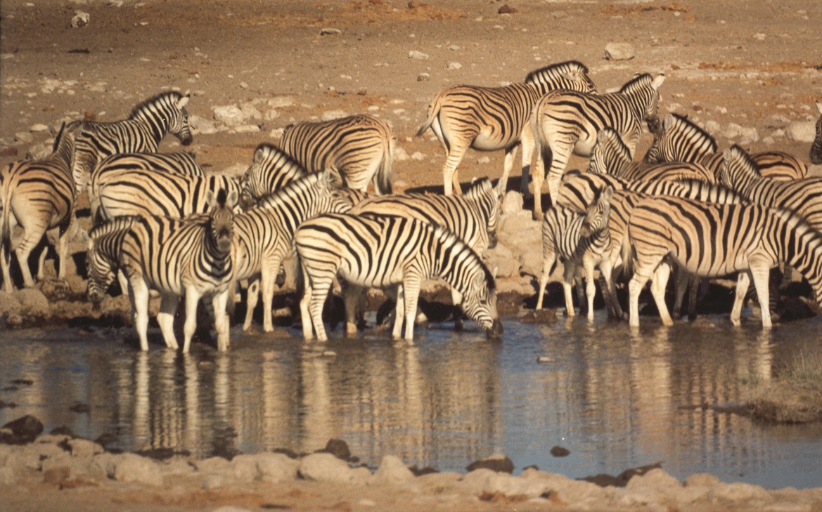 Zebras im Etosha Nationalpark in Namibia