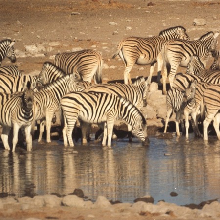Safari-Kleingruppenreise von Victoriafällen nach Kapstadt