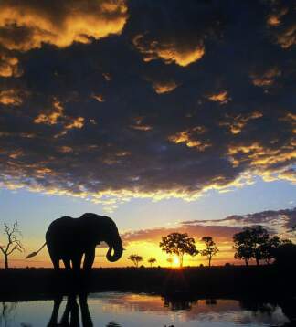 Desert und Delta Camping oder Lodge Safari