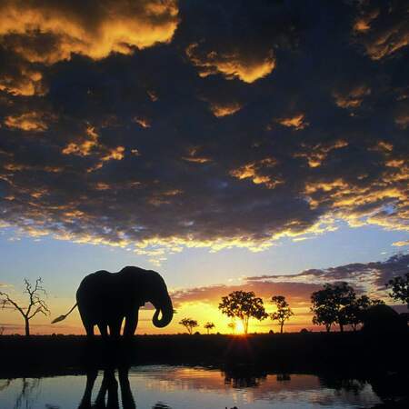 Desert und Delta Lodge Safari im Botswana