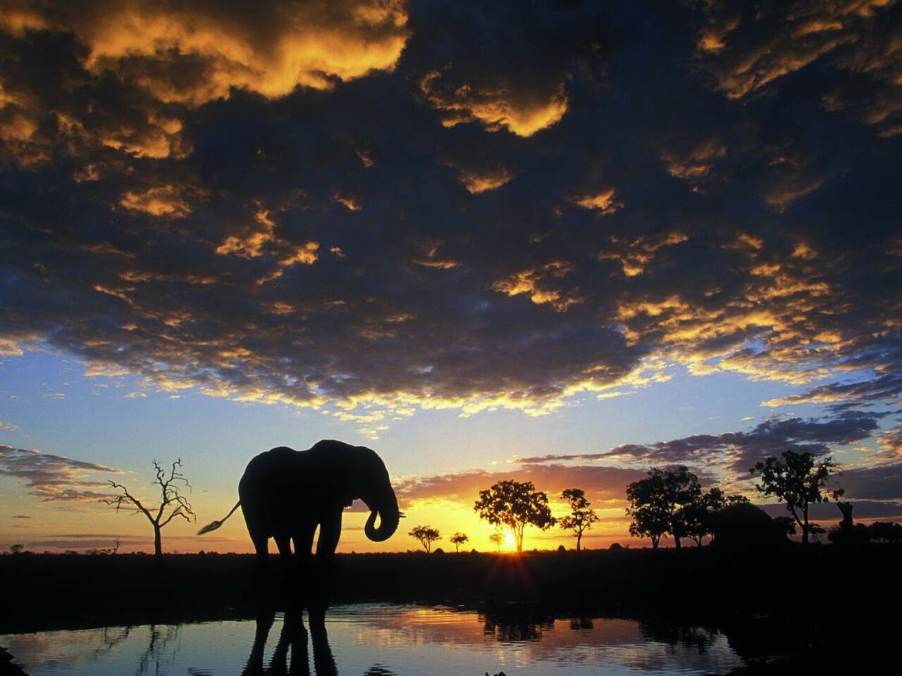 Silueta de un elefante en una charca bajo un cielo de atardecer espectacular