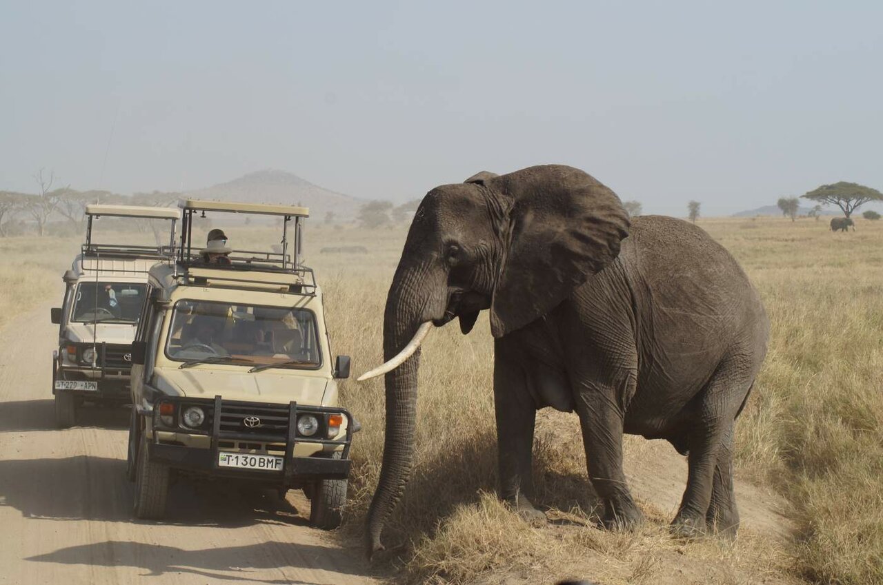 Um elefante macho a atravessar uma estrada de terra ao lado de dois veículos de safari abertos, em savana seca