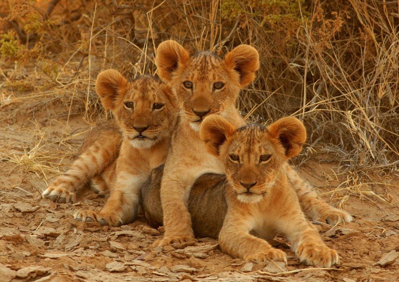 Löwennachwuchs im Krüger Nationalpark in Südafrika