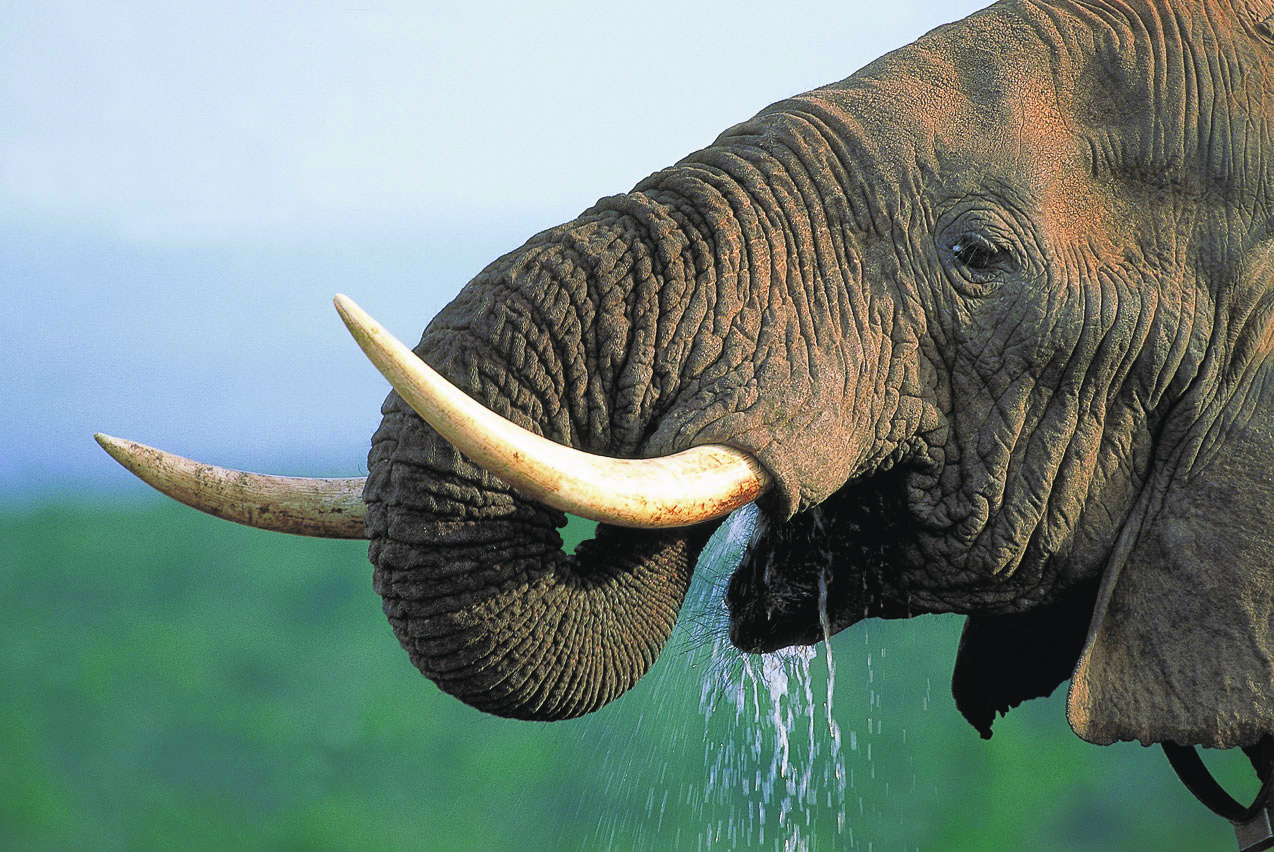 Elefant auf der Rundreise im Addo Nationalpark in Südafrika
