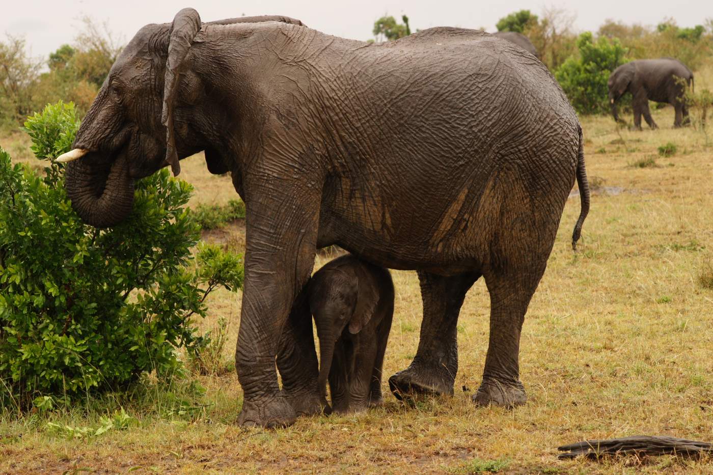 Elefanten Mutter und ihr Junges beim Mittagessen auf Safari Reise durch Afrika