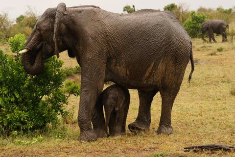 Ein Elefant und sein Kalb fressen von einem Busch, im Hintergrund grast ein weiterer Elefant