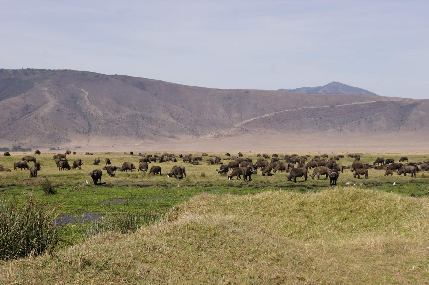 Büffel Herde auf der Rundreise im Nogorongoro Krater in Tansania
