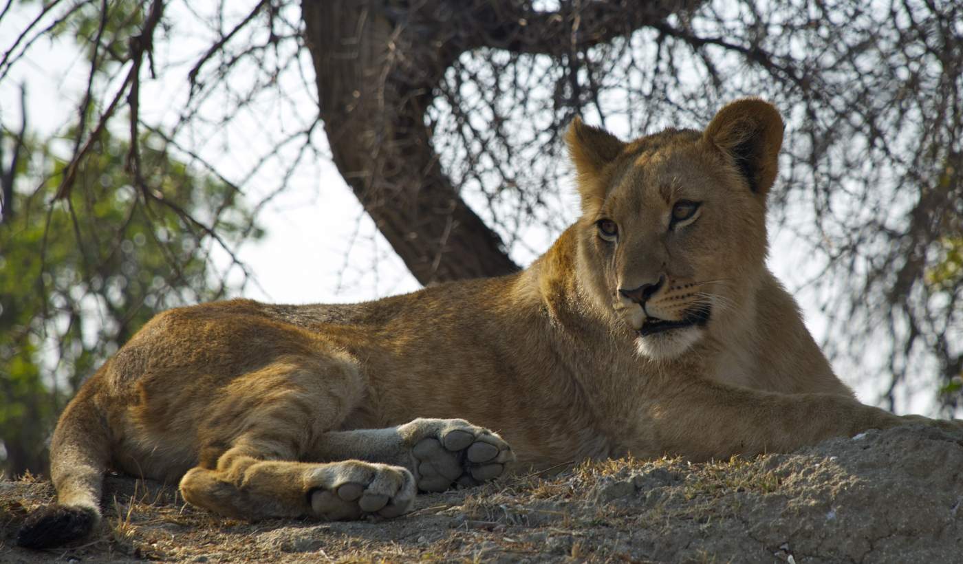 Löwe beim entspannen im Schatten im Etosha Nationalpark