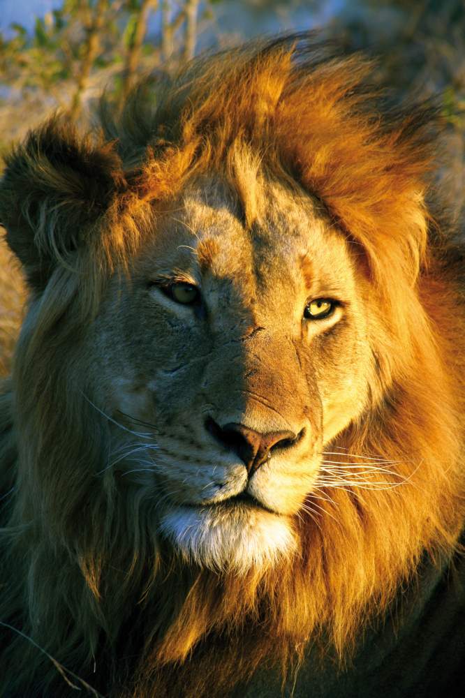  Löwe auf der Rundreise im Krüger Nationalpark in Südafrika