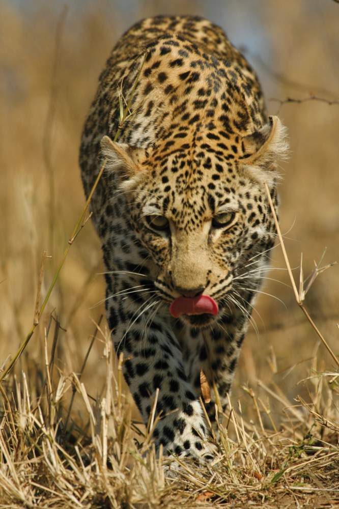 Un leopardo camina entre la hierba seca dorada, con la lengua fuera y las orejas hacia delante
