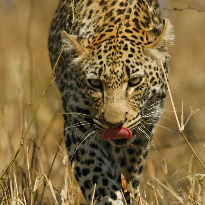 Safari Zimbabue: 45.000 elefantes en Hwange y 1.708 metros de cataratas