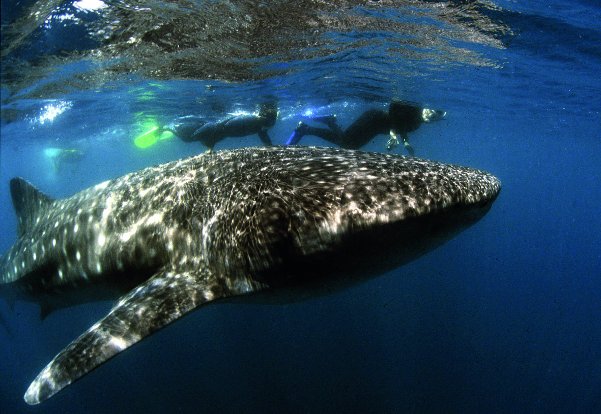 Walhai während einem Schnorchelgang in Mosambik