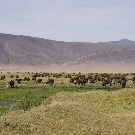 Africa Grupo de Viagem: Cratera de Ngorongoro & Trekking em Zanzibar - Safari de Camping ou Lodges
