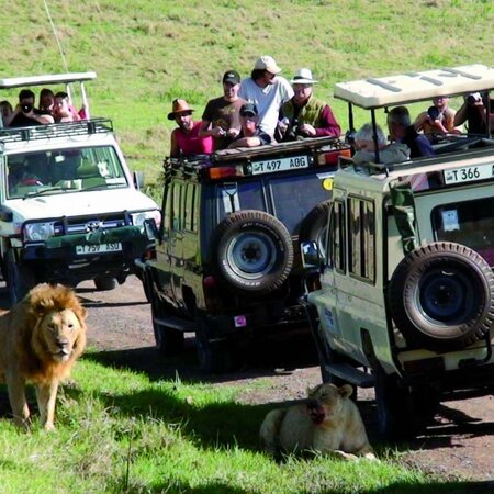 Cratera de Ngorongoro: os Big Five num só dia