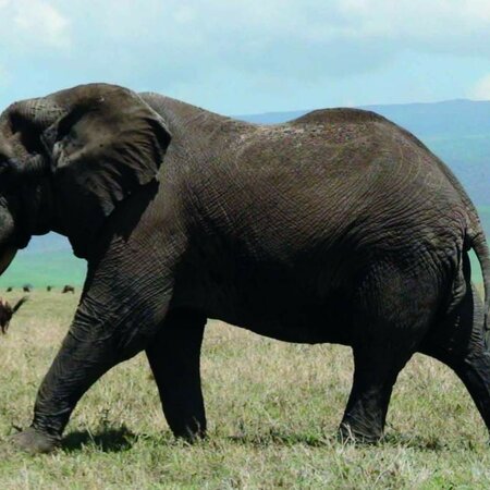 Experience travel to Kenya: Safari adventures and nature pure