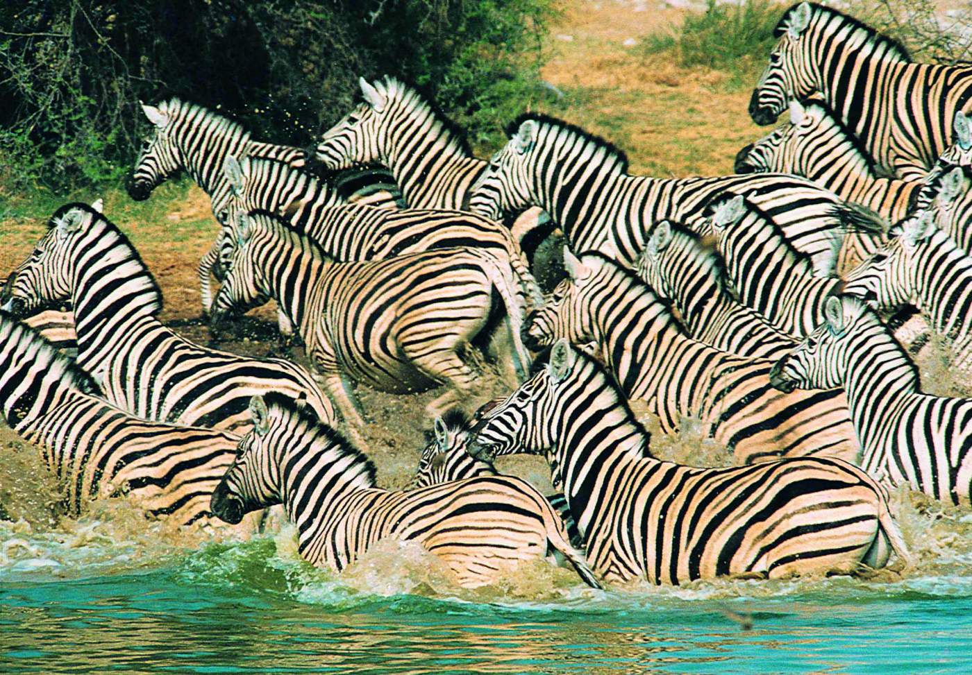 Zebras Herde im Mikumi National Park auf Safari Reise durch Afrika