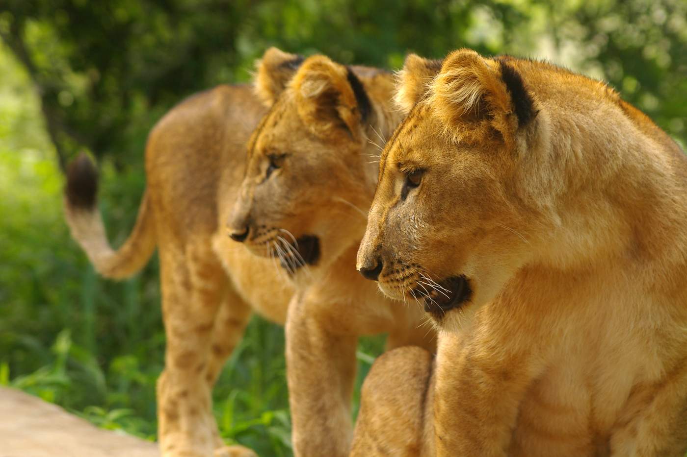 Löwen auf der Rundreise im Masai Mara Naturschutzgebiet in Kenia