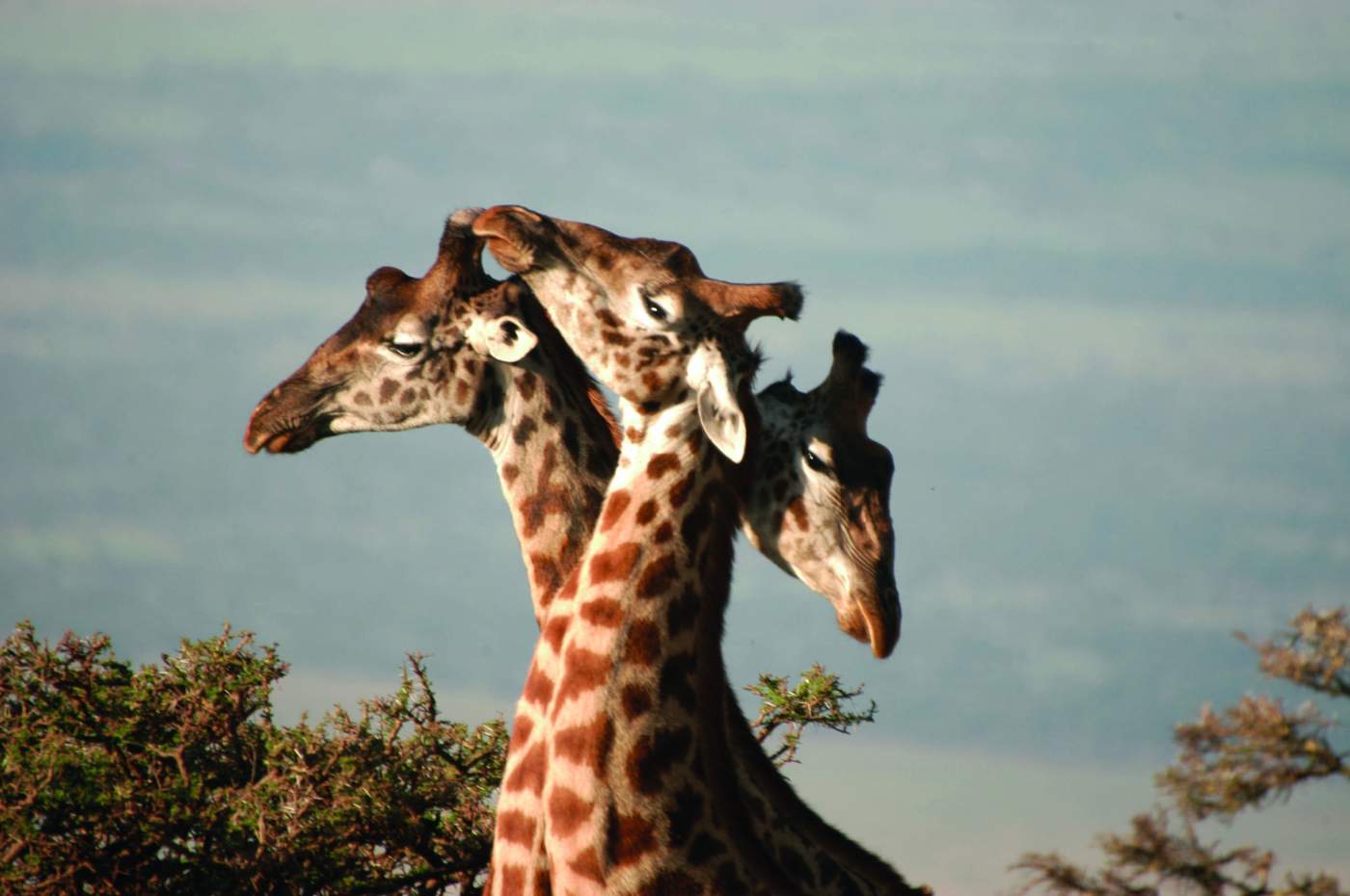 Giraffen beim Spielen im Etosha Nationalpark in Namibia
