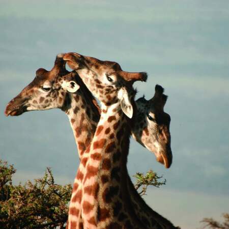 Lodge Safari in Namibia