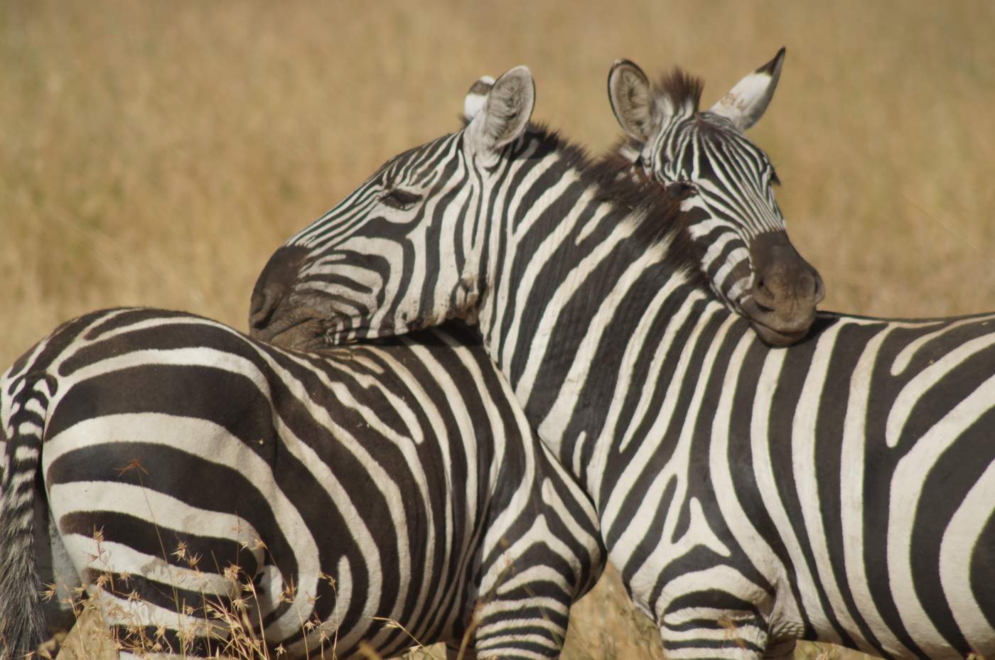 zwei Zebras im Mikumi Nationalpark